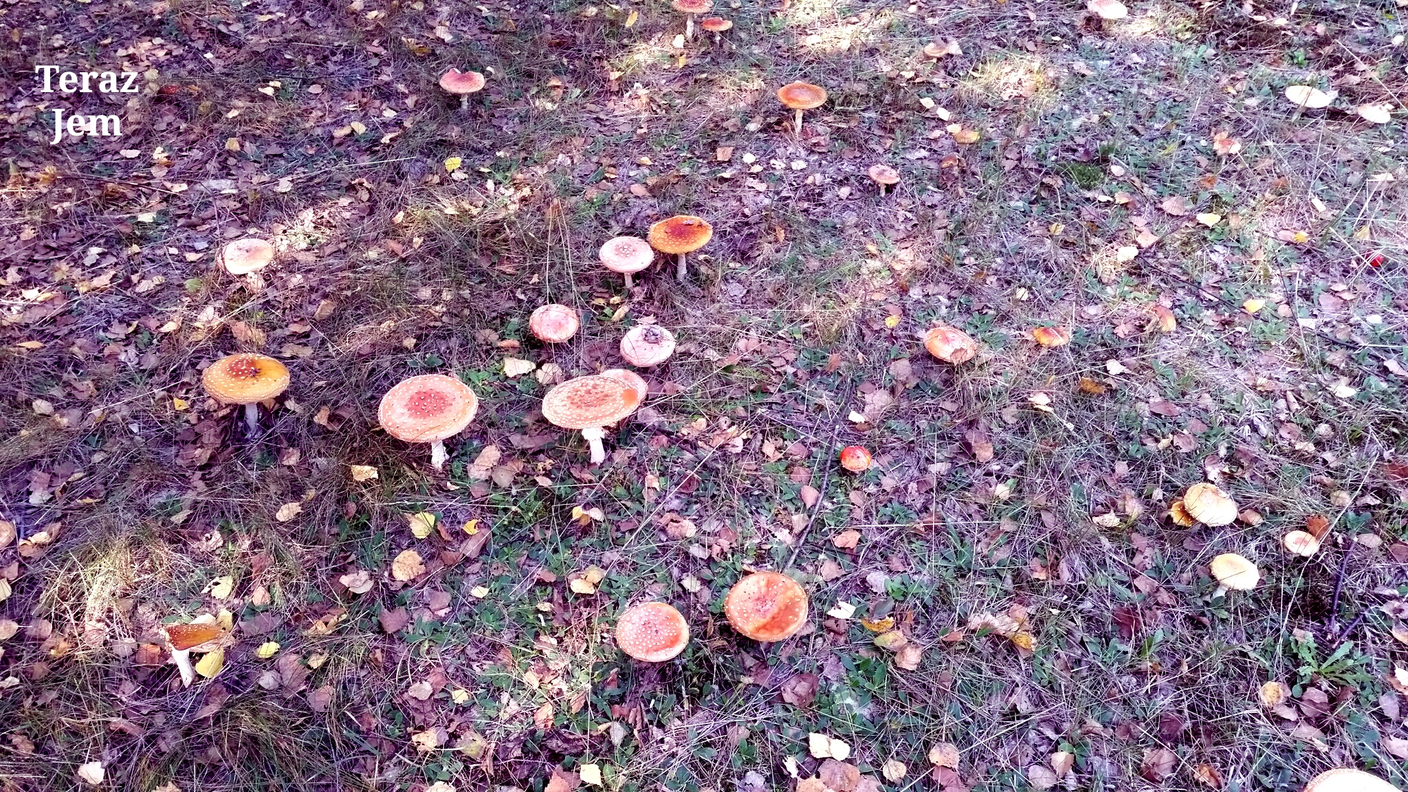 20151004_130359